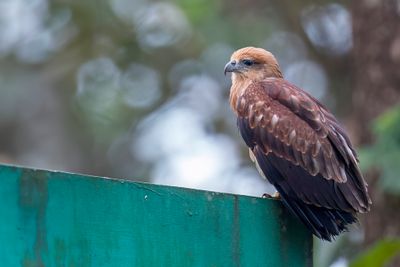 Brahminy Kite - Brahmaanse Wouw - Milan sacr