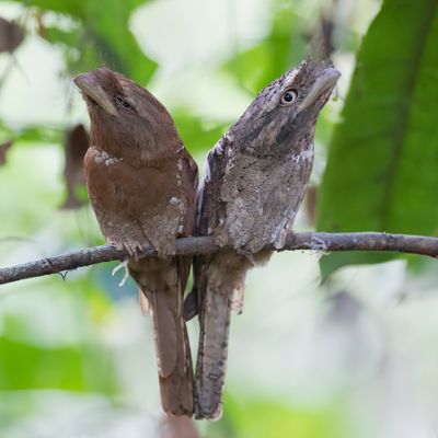 Sri Lanka Frogmouth - Ceylonkikkerbek - Podarge de Ceylan