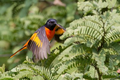 Orange Minivet - Oranje Menievogel - Grand Minivet (m)