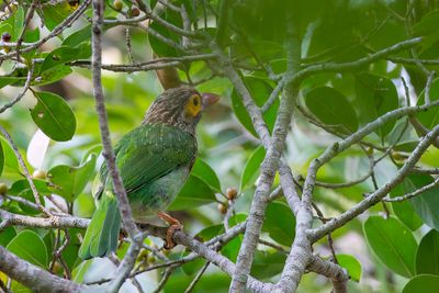 Brown-headed Barbet - Bruinkopbaardvogel - Barbu  tte brune