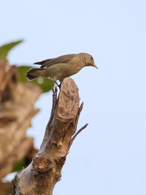 Pale-billed Flowerpecker - Geelsnavelhoningvogel - Dice  bec rouge