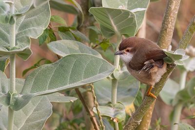 Yellow-eyed Babbler - Goudoogtimalia - Timalie aux yeux d'or