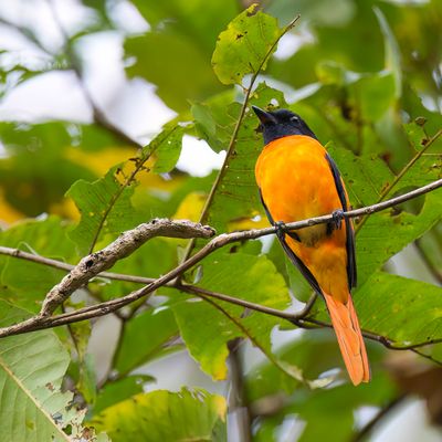 Small Minivet - Kleine Menievogel - Minivet oranor