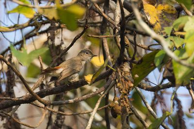 Rusty-tailed Flycatcher - Roodstaartvliegenvanger - Gobemouche  queue rousse