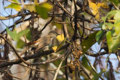 Rusty-tailed Flycatcher - Roodstaartvliegenvanger - Gobemouche  queue rousse