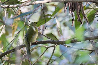 Grey-headed Bulbul - Grijskopbuulbuul - Bulbul colombar