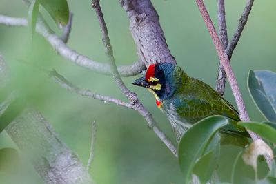 Coppersmith Barbet - Kopersmid - Barbu  plastron rouge