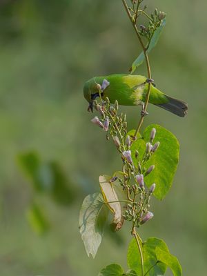 Jerdon's Leafbird - Jerdons Bladvogel - Verdin de Jerdon 