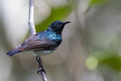 Amani Sunbird - Amani-honingzuiger - Souimanga d'Amani (m)