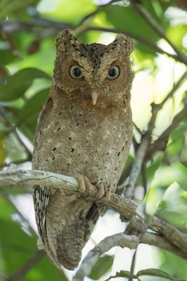Sokoke Scops Owl - Sokoke-dwergooruil - Petit-duc d'Irène