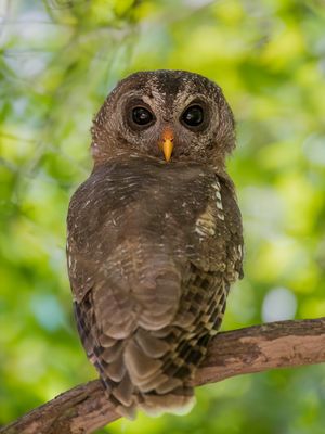African Wood Owl - Afrikaanse Bosuil - Chouette africaine