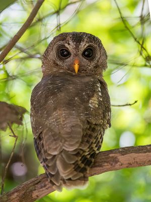 African Wood Owl - Afrikaanse Bosuil - Chouette africaine