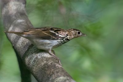 Sokoke Pipit - Sokoke-pieper - Pipit de Sokoke