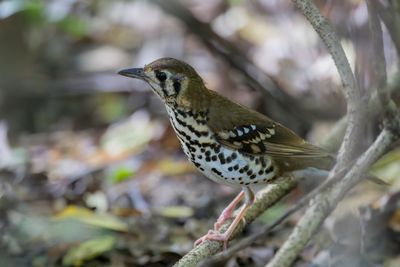 Spotted Ground Thrush - Natallijster - Grive tachetée