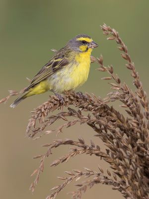 Yellow-fronted Canary - Mozambiquesijs - Serin du Mozambique