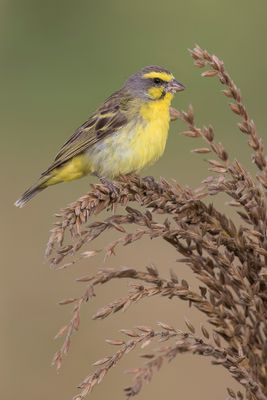 Yellow-fronted Canary - Mozambiquesijs - Serin du Mozambique