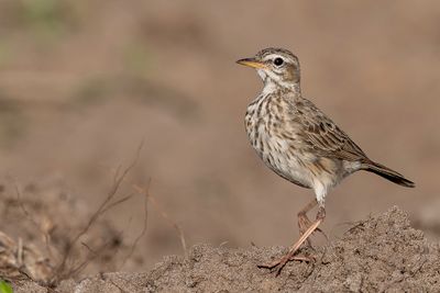 Malindi Pipit - Malindi-pieper - Pipit de Malindi