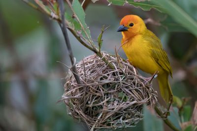 Golden Palm Weaver - Palmwever - Tisserin palmiste (m)