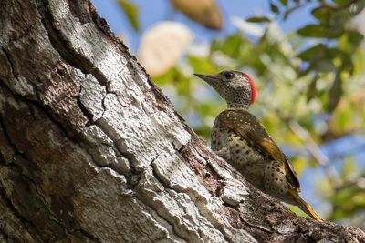 LIttle Spotted Woodpecker - Kleine Vlekrugspecht - Pic de Cailliaut