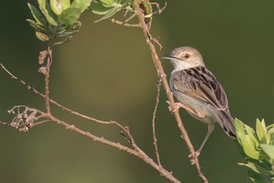 Coastal Cisticola - Kustgraszanger - Cisticole côtière