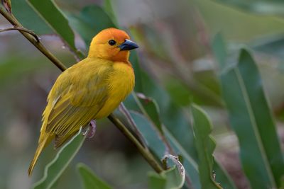 Golden Palm Weaver - Palmwever - Tisserin palmiste (m)