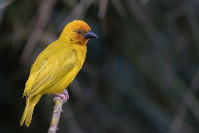 Eastern Golden Weaver - Goudwever - Tisserin jaune (m)