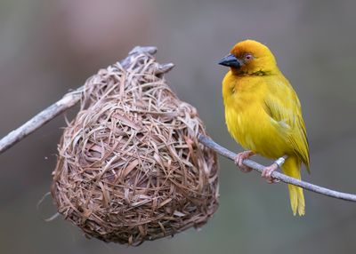 Eastern Golden Weaver - Goudwever - Tisserin jaune (m)