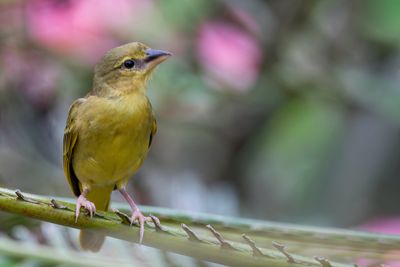 Golden Palm Weaver - Palmwever - Tisserin palmiste (f)