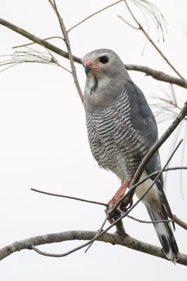 Lizard Buzzard - Hagedisbuizerd - Autour unibande