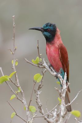 Northern Carmine Bee-eater- Karmijnrode Bijeneter - Guêpier écarlate