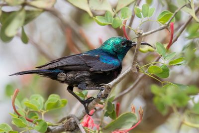 Tsavo Sunbird - Tsavopurperbandhoningzuiger - Souimanga du Tsavo (m)