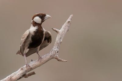 Chestnut-headed Sparrow-Lark - Somalische Vinkleeuwerik - Moinelette d'Oustalet