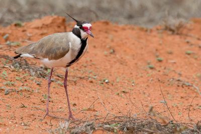 Black-headed Lapwing - Zwartkopkievit - Vanneau à tête noire