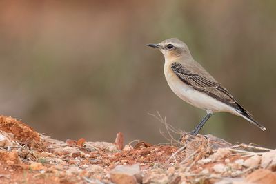 Northern Wheatear - Tapuit - Traquet motteux