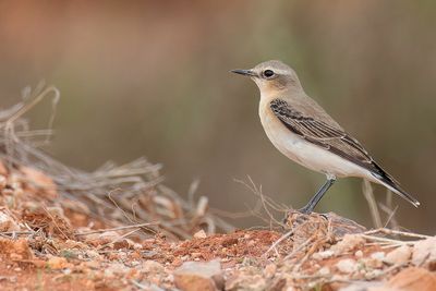 Northern Wheatear - Tapuit - Traquet motteux