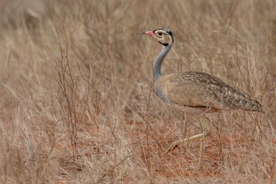 White-bellied Bustard - Senegaltrap - Outarde du Sénégal (m)