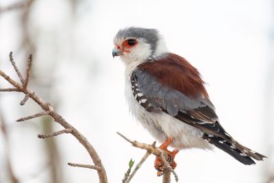 Pygmy Falcon - Afrikaanse Dwergvalk - Fauconnet d'Afrique