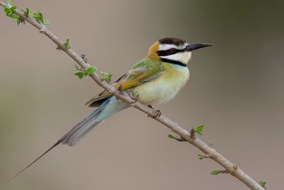 White-throated Bee-eater - Witkeelbijeneter - Gupier  gorge blanche