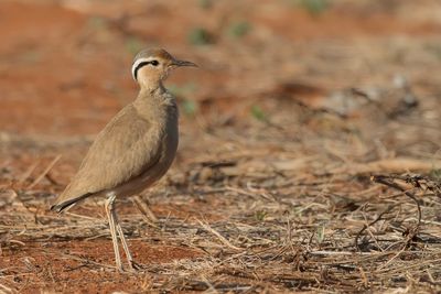 Somali Courser - Somalische renvogel - Courvite de Somalie