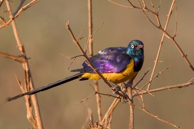 Golden-breasted Starling - Koningsglansspreeuw - Spréo royal