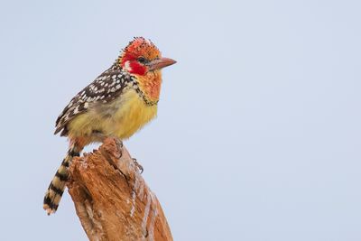 Red-and-yellow Barbet - Vuurkopbaardvogel - Barbican  tte rouge (f)