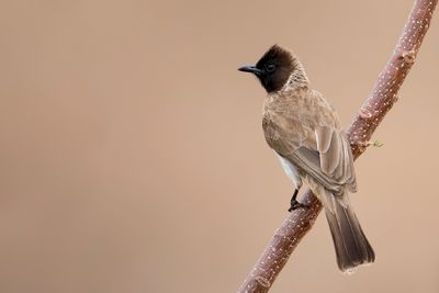 Common Bulbul - Grauwe Buulbuul - Bulbul des jardins