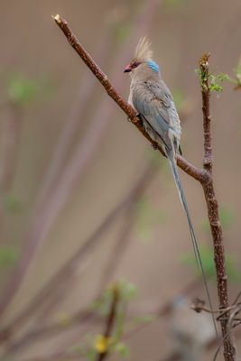 Blue-naped Mousebird - Blauwnekmuisvogel - Coliou hupp