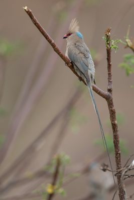 Blue-naped Mousebird - Blauwnekmuisvogel - Coliou huppé