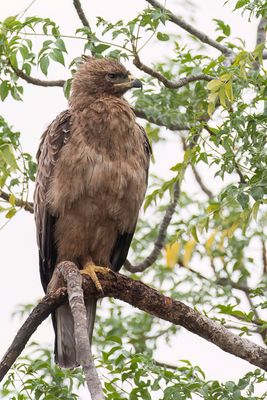 Wahlberg's Eagle - Wahlbergs Arend - Aigle de Wahlberg