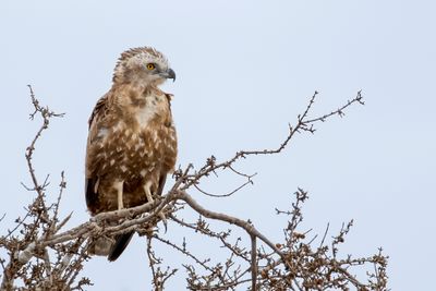 Brown Snake Eagle - Bruine Slangenarend - Circaète brun (imm)