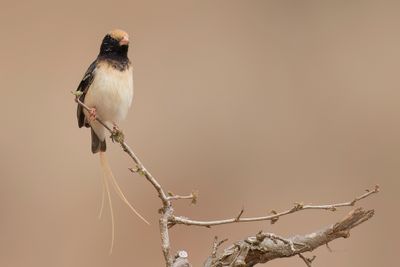Straw-tailed Whydah - Fischers Wida - Veuve de Fischer (m)