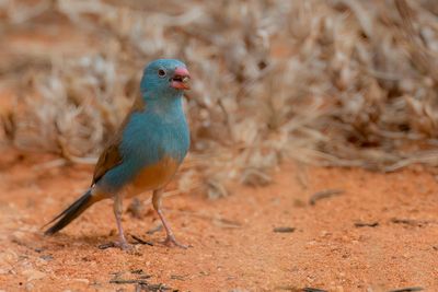 Blue-capped Cordon-bleu - Blauwkopastrild - Cordonbleu cyanocéphale (m)