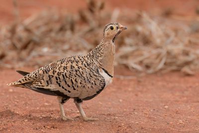 Black-faced Sandgrouse - Maskerzandhoen - Ganga à face noire (f)