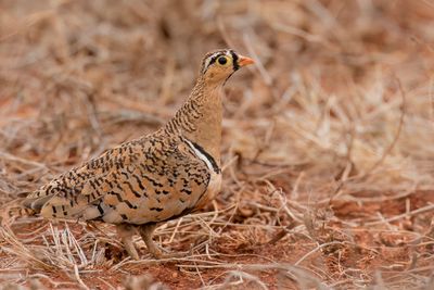 Black-faced Sandgrouse - Maskerzandhoen - Ganga à face noire (m)